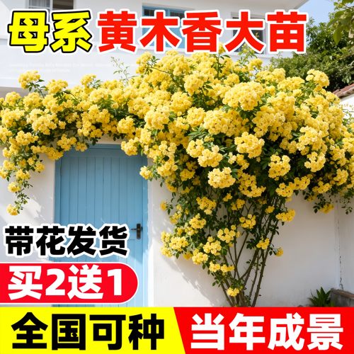 重瓣黄木香花苗爬藤植物庭院花卉盆栽红木香树苗无刺蔷薇花苗好养