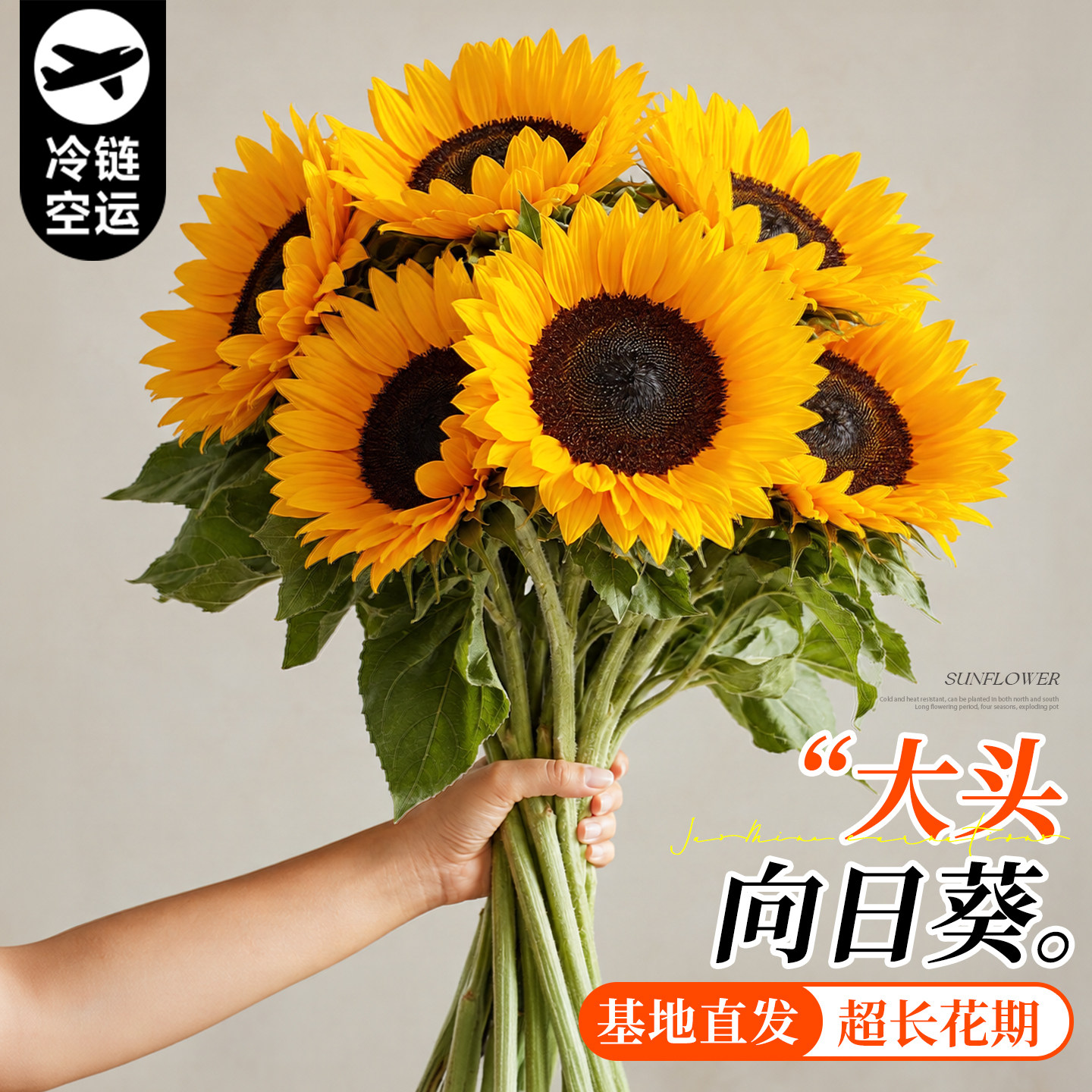 【顺丰包邮】一举夺魁向日葵鲜花图片