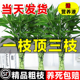 粗枝富贵竹水培植物客厅招财装饰绿植花卉观音竹龙竹文昌竹转运竹