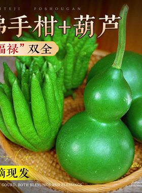 新鲜现摘佛手福禄双全翡翠绿色青皮葫芦观赏清供家居客厅书房摆件