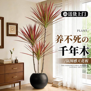 千年木客厅绿植高级感室内大型植物盆栽七彩铁办公室龙血树好养活