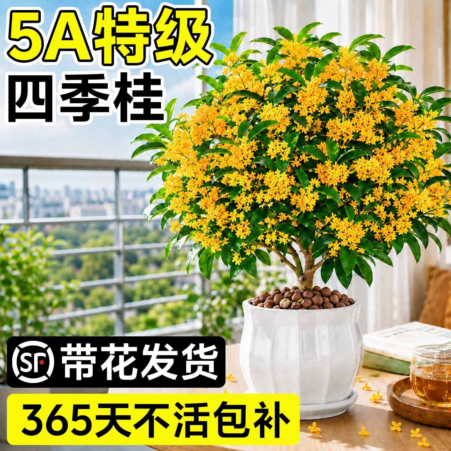 桂花盆栽树苗四季金桂老桩室内庭院阳台开花卉浓香型月桂盆景绿植图片