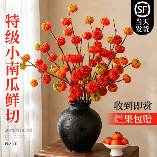 小南瓜鲜切枝鲜花云南基地直发顺丰次日达水培插花干花室内装饰品