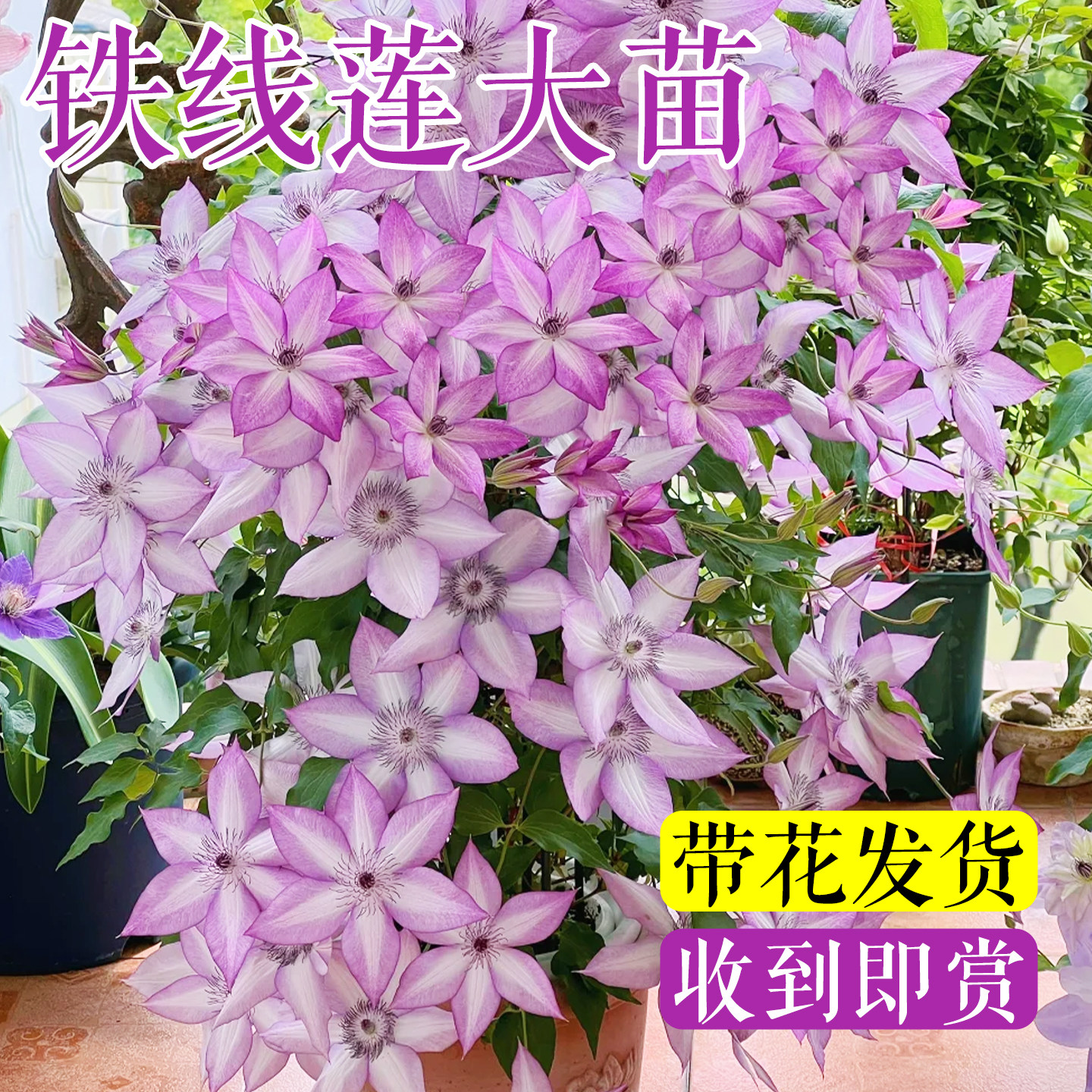 铁线莲大苗带花苞倒影乌托邦约瑟芬新款盆栽爬藤植物四季开花大苗