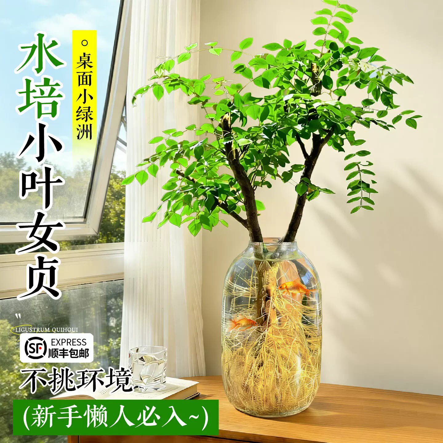 小叶女贞水培植物造型老桩鲜切枝树苗绿植盆栽室内好养活花卉招财