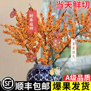 进口北美橙色冬青鲜切枝水培植物室内客厅真花装饰鲜花插花年宵花