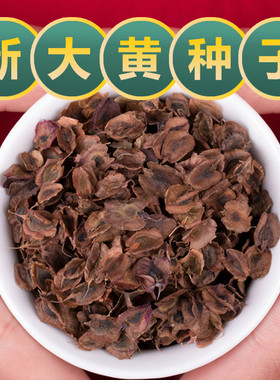 高产大黄种子优质正品中药材马蹄大黄种籽春四季种植苗血色大黄孑