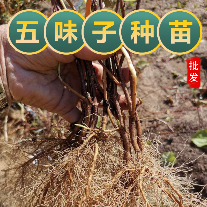 五味子树苗可食用药用植物名贵药材南北方种植百部苗威灵仙苗甘草