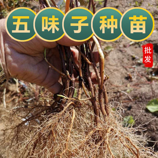 五味子树苗可食用药用植物名贵药材南北方种植百部苗威灵仙苗甘草