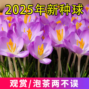 食用藏红花种球藏红花苗子番红花种子西红花种球药用泡水喝盆栽花