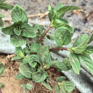 【清新驱蚊】药用薄荷苗可食用泡茶四季常青好养易活薄荷叶苗阳台