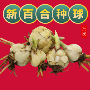 新鲜现挖食用百合种子种球香水白百合红百合种球新鲜食用百合种子