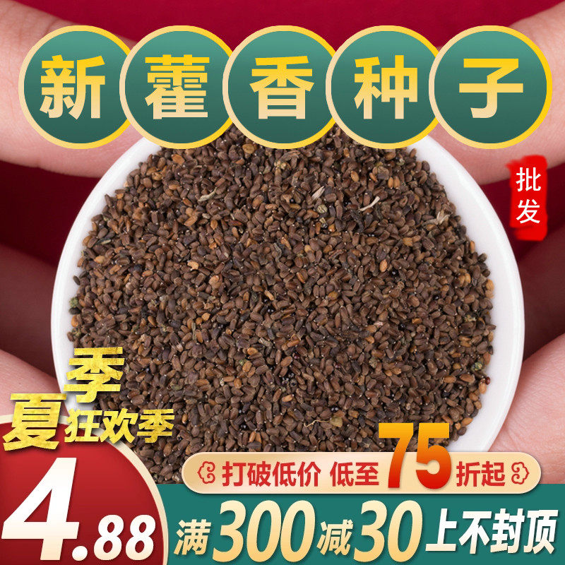 藿香种籽四季中草药藿香种子食用香草藿香叶籽盆栽春四季种植苗