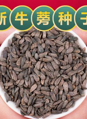 食用牛蒡种子四季种植苗牛蒡子种籽野生大力子阳台盆栽中药材种子