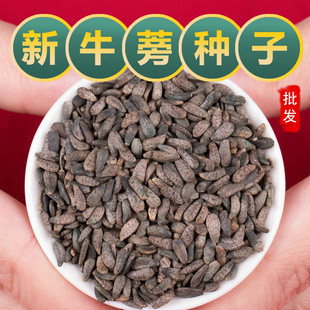 食用牛蒡种子四季种植苗牛蒡子种籽野生大力子阳台盆栽中药材种子