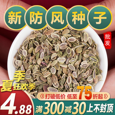 特级防风种子中药材新关防风野生防风种籽春四季种植苗送种植资料