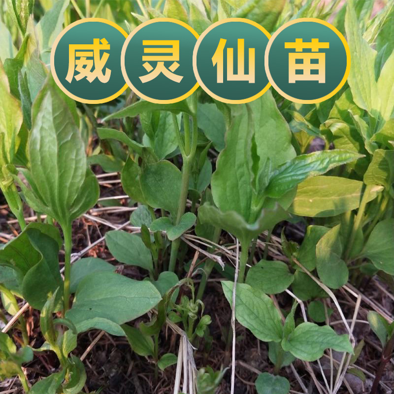 威灵仙苗整株非野生中药材天然威灵仙粉老虎须中草药泡脚新货