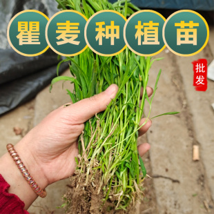 现挖石竹花苗五彩石竹瞿麦苗户外庭院盆栽多年生花苗绿化植物苗