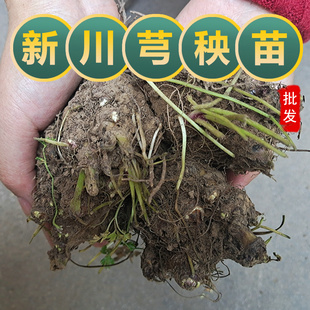 新鲜川芎苗川芎包成活药材川芎根茎四季阳台盆栽大田种植可食用