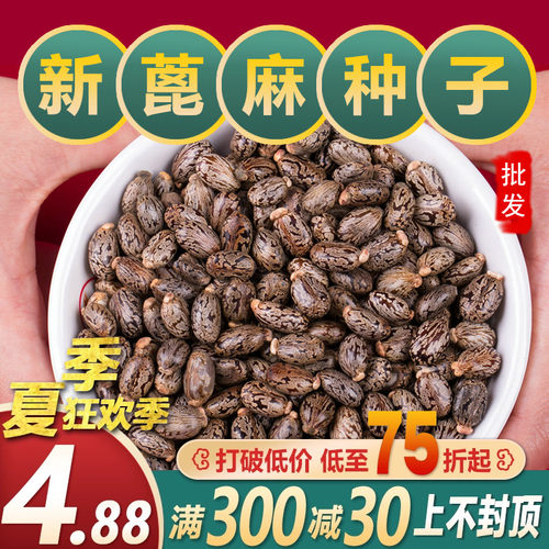 蓖麻籽新鲜蓖麻种籽中药材蓖麻子种另有红蓖麻种子可炸蓖麻油籽种