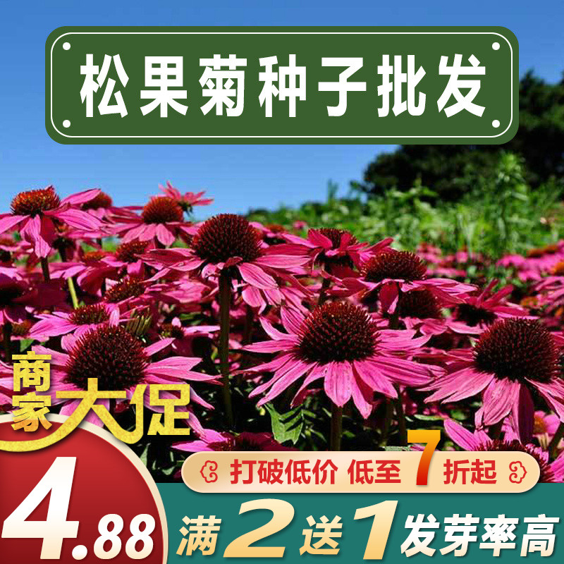 松果菊种子四季种开花易活紫松果菊花多年生花籽孑宿根庭院室外