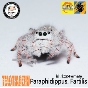 Paraphidippus. 跳跳蛛 Fartilis 宠物蜘蛛 指尖萌宠