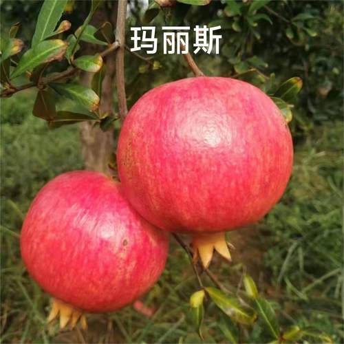 郑荥无籽不吐籽慕乐超软籽石榴树