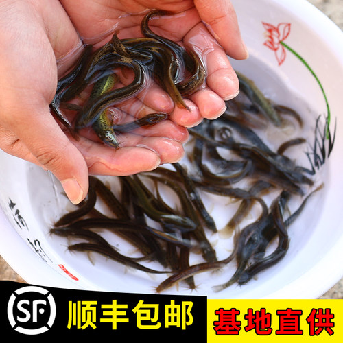 台湾小泥鳅苗新鲜幼苗本地活体圆鳅苗活筏钓体青鳅养殖苗顺丰包邮