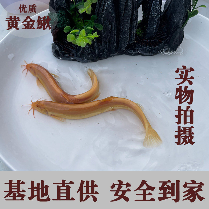 泥鳅观赏鱼小金龙黄金泥鳅冷淡水