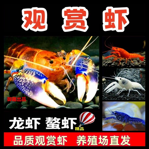 鳌虾观赏虾淡水龙虾天空火山青花
