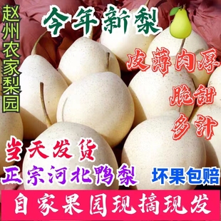 包邮 水果10斤水晶梨多汁农产品新鲜雪花梨现摘现发 河北鸭梨当季