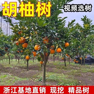 红胡柚树果苗 常山胡柚苗 嫁接柚子树苗甜柚蜜柚子果树当年结果