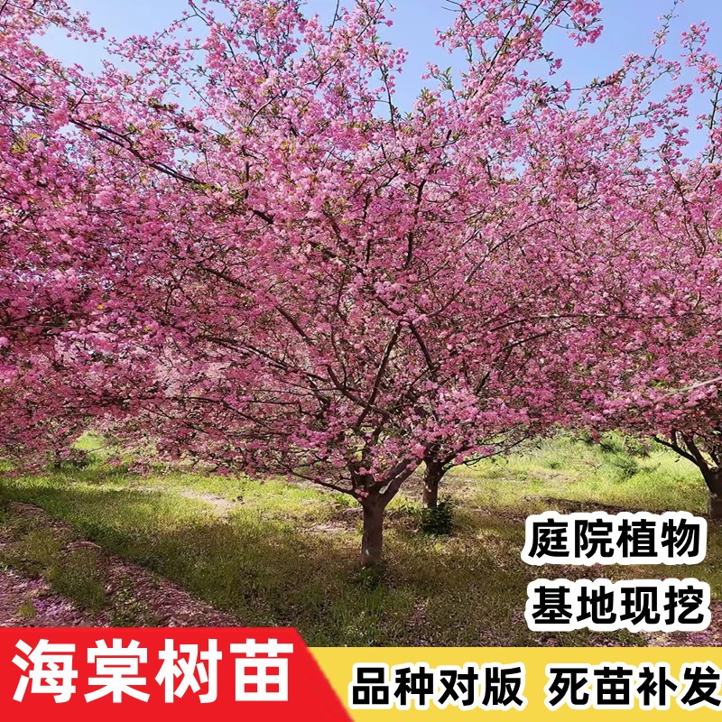 海棠树苗庭院地栽高杆西府海棠垂丝海棠花耐寒植物花北美海棠包邮