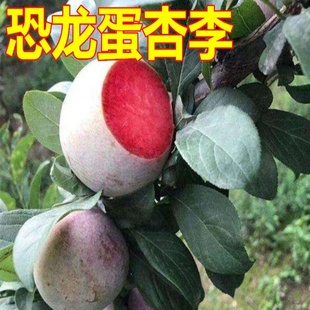 美国恐龙蛋 红心李子树苗 血丝李新品种嫁接苗美国杏李苗当年结果