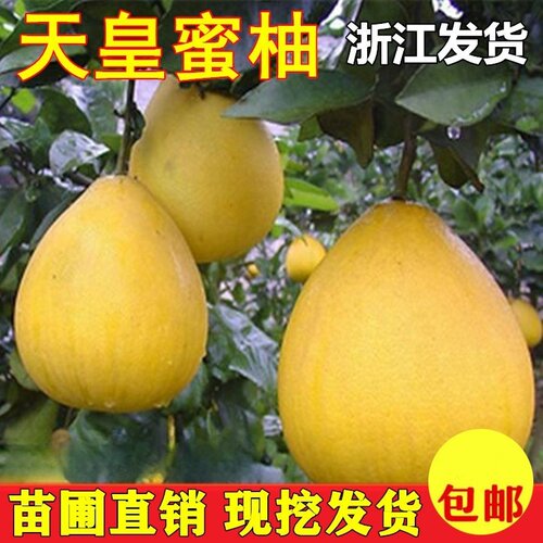 新品种巨型天皇蜜柚子果树苗