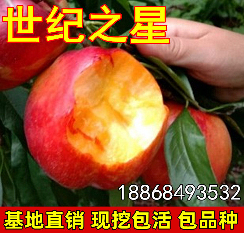 油桃新品种世纪之星油桃树苗 特大果树油桃树苗庭院盆栽阳台果树