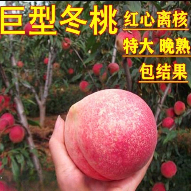 晚熟桃树苗 巨型冬桃 雪里红冬桃苗中华桃王云南冬桃树苗南北方
