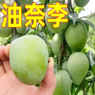 嫁接李子苗 黄金奈李苗 青奈李 油奈李子树苗 南方种植当年结果