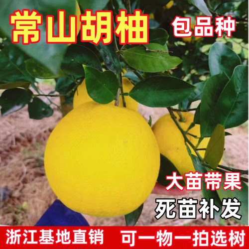 正宗胡柚树果苗 常山胡柚苗 嫁接柚子树苗甜柚蜜柚子果树当年结果
