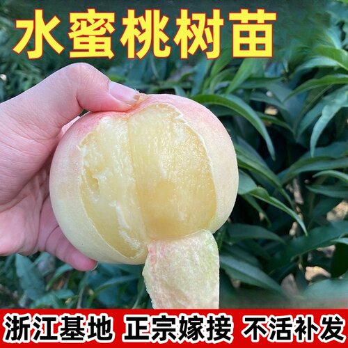 嫁接水蜜桃果树苗南北方地栽庭院阳台盆栽种植特大果嫁接当年结果