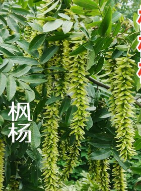 枫杨树苗大树庭院行道树枫杨麻柳蜈蚣柳枫柳皮树元宝树枫杨树苗