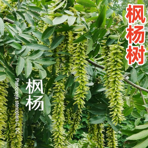 枫杨树苗大树庭院行道树枫杨麻柳蜈蚣柳枫柳皮树元宝树枫杨树苗