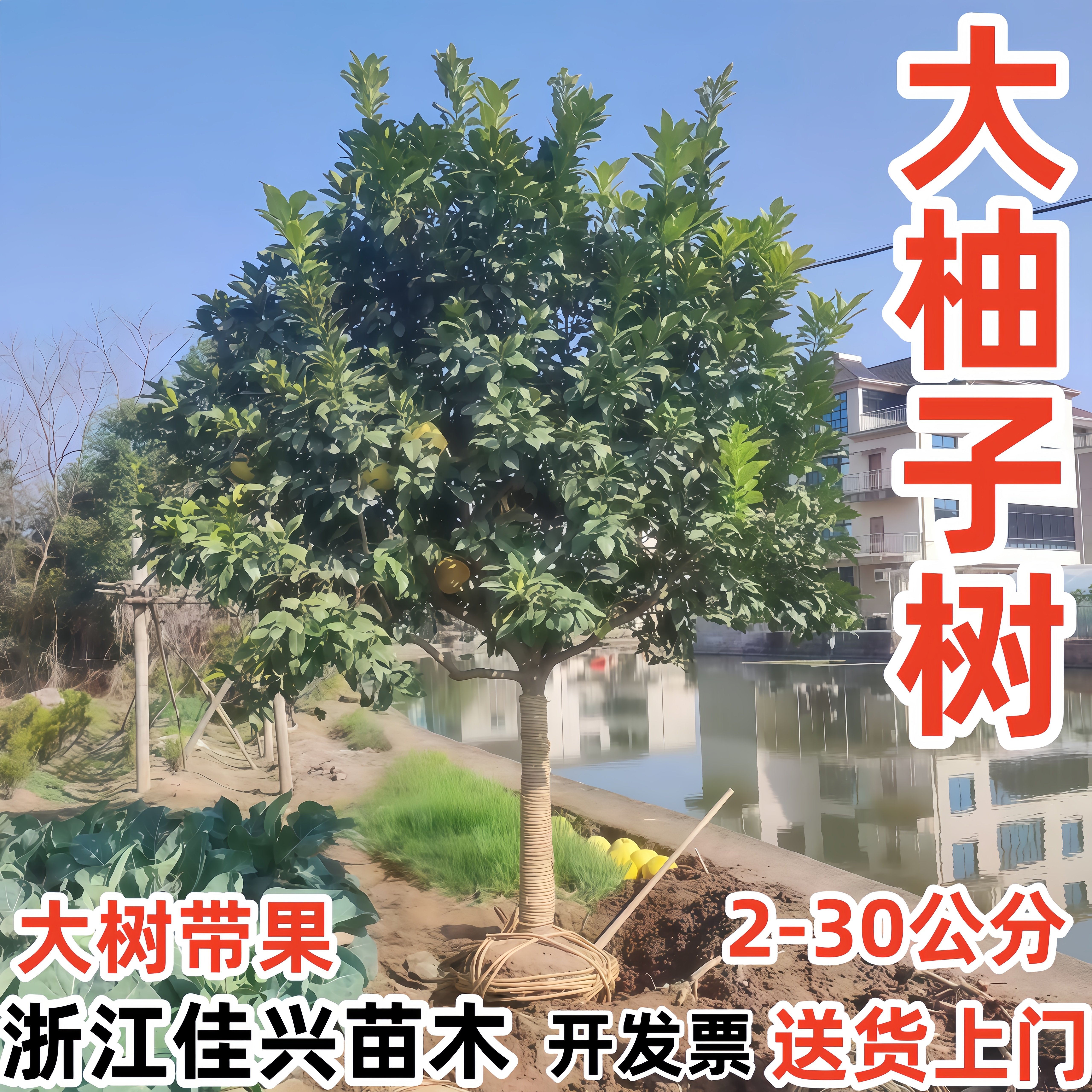 大柚子树苗红心蜜柚子树树庭院地栽嫁接红柚子树马家柚果树苗