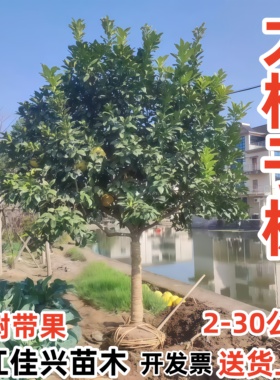 大柚子树苗红心蜜柚子树树庭院地栽嫁接红柚子树马家柚果树苗