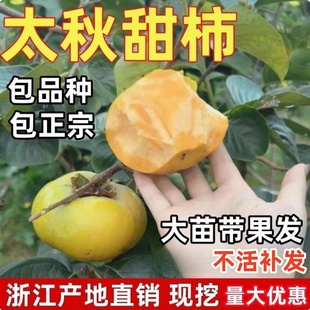 太秋柿子苗南北方庭院地栽日本甜柿苗树苗盆栽嫁接柿子树当年结果