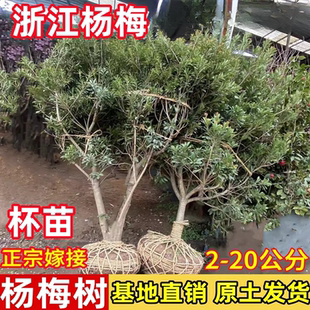 浙江仙居嫁接东魁杨梅树大树苗黑炭当年结果南方种植庭院果树果苗