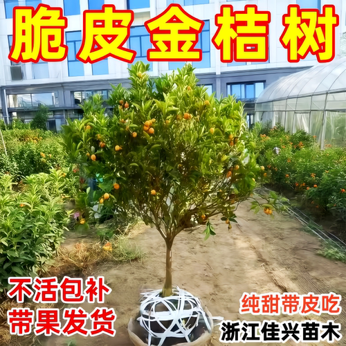 大果脆皮金桔树苗蜜糖金桔苗带果发货大金桔树南北方种植当年结果
