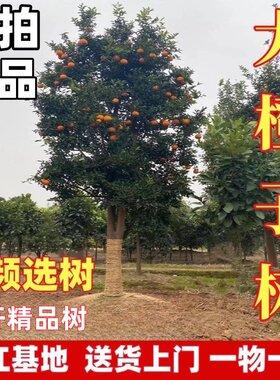 大脐橙树苗赣南脐橙木瓜蜜丁橙子树苗纽荷尔脐橙苗地栽盆庭院别墅