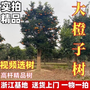 大脐橙树苗赣南脐橙木瓜蜜丁橙子树苗纽荷尔脐橙苗地栽盆庭院别墅