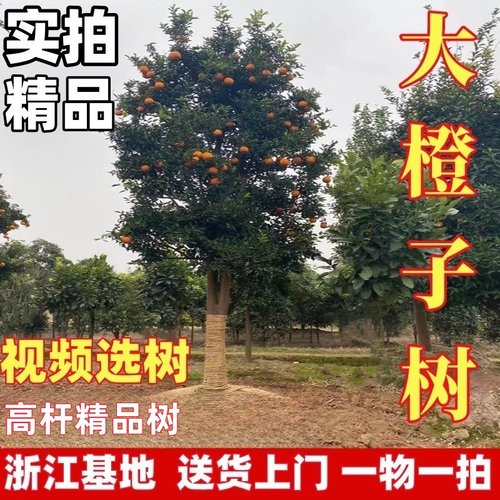 大脐橙树苗赣南脐橙木瓜蜜丁橙子树苗纽荷尔脐橙苗地栽盆庭院别墅